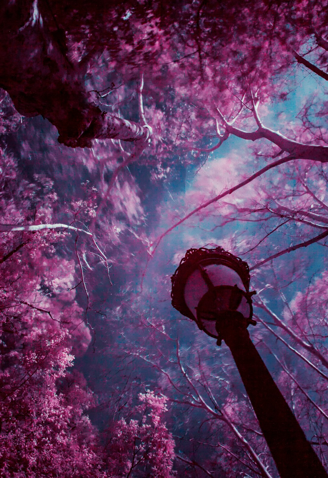 Secret Path